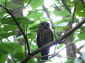 Morepork-in-Bush