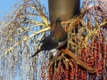 Kereru-in-Nikau-tree